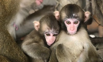🐒 아와지섬 원숭이 센터 (아와지시마 몬키 센타) 이미지 2